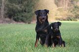 BEAUCERON - ADULTS and PUPPIES 063